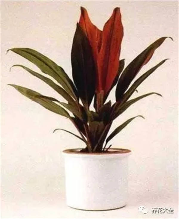 Herba Lysimachiae Christinae