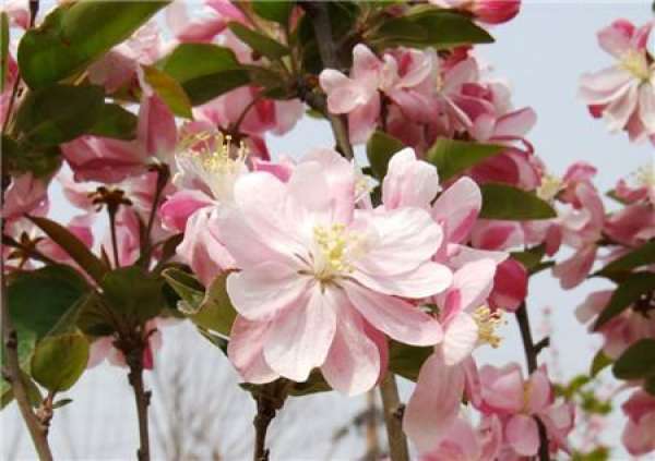 Flowering period of Malus spectabilis