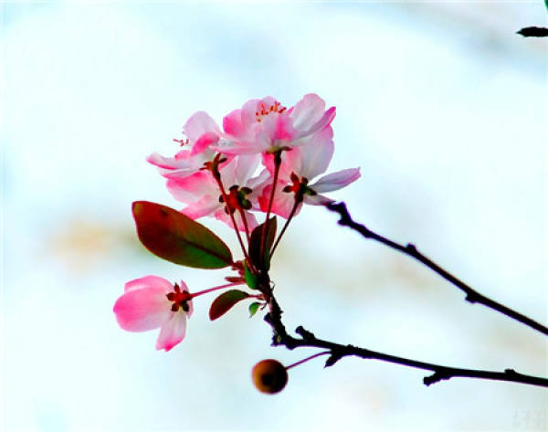 flowering period of Xifu Begonia