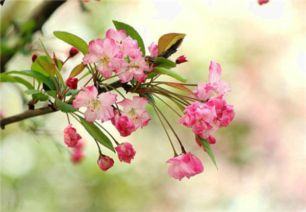 flowering period of Xifu Begonia