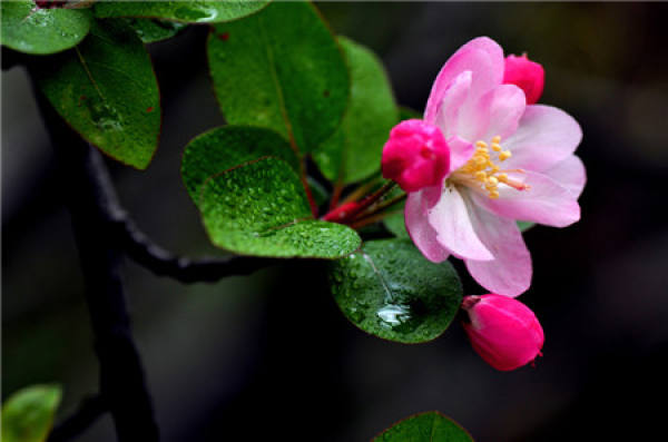 flowering period of Xifu Begonia