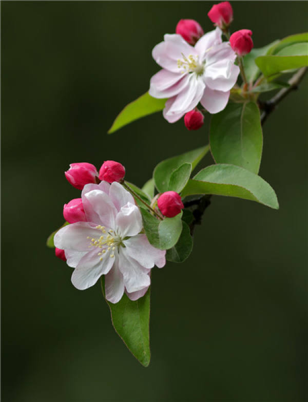 Appreciation of picture of flowering of Malus spectabilis