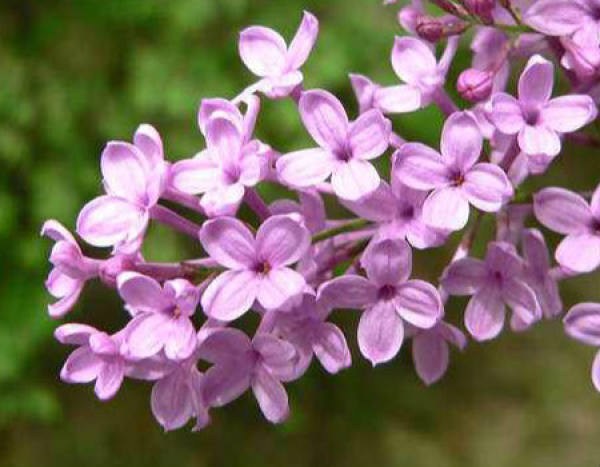 environmental conditions for planting lilac seeds