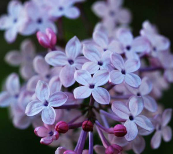 Pecific method for planting lilac seed