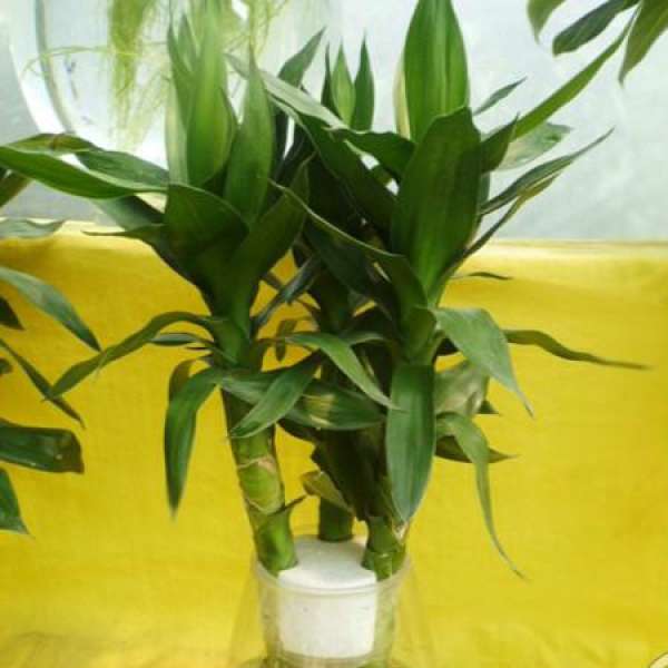 The specific way of palm bamboo sowing and propagation