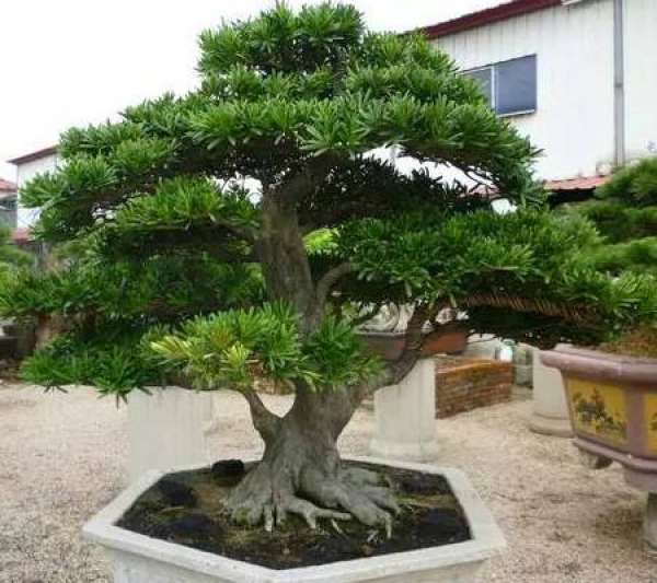 Reasons for Planting Podocarpus macrophyllus in Zhaocai