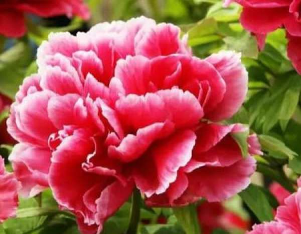 Florescence