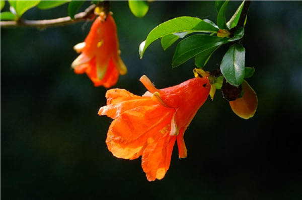 When does the pomegranate blossom?