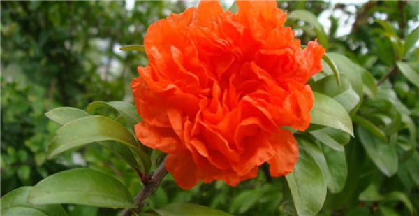 When does the pomegranate blossom?