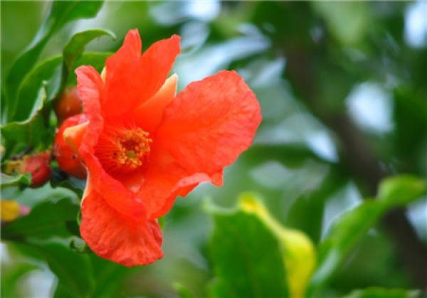 When does the pomegranate blossom?