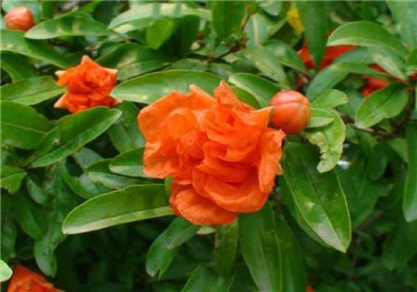When does the pomegranate blossom?