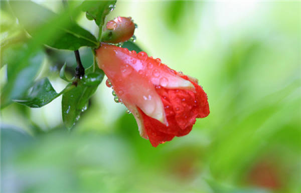 When does the pomegranate blossom?