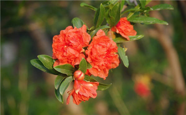 When does the pomegranate blossom?