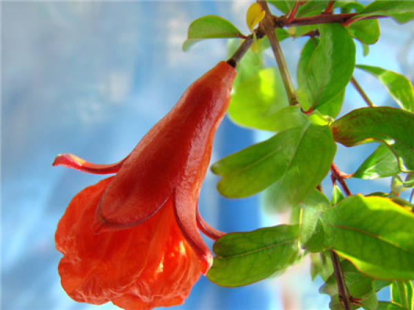 When does the pomegranate blossom?