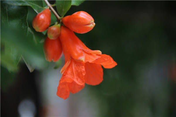 When does the pomegranate blossom?