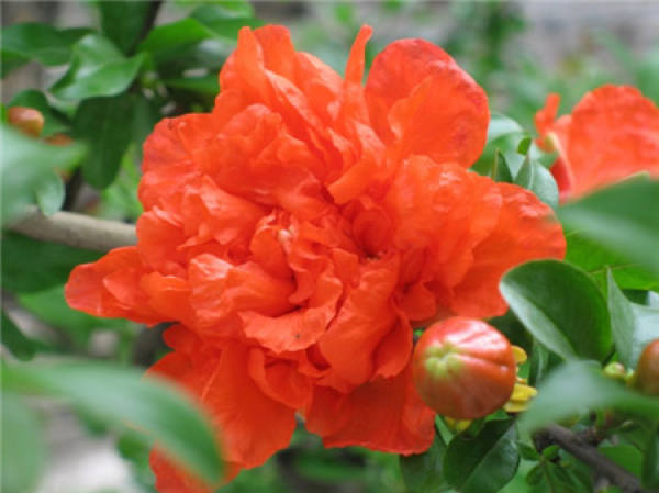 Appreciation of pomegranate blossom pictures