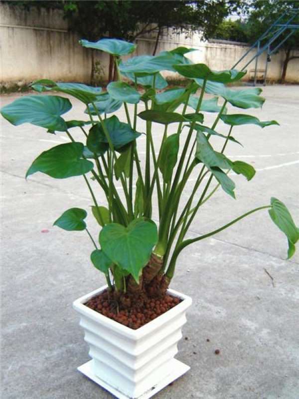 Why Dishui Guanyin Doesn't Drip Water