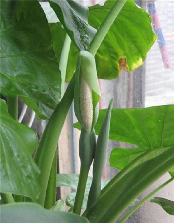 The Principle of Using Soil in Dishui Guanyin
