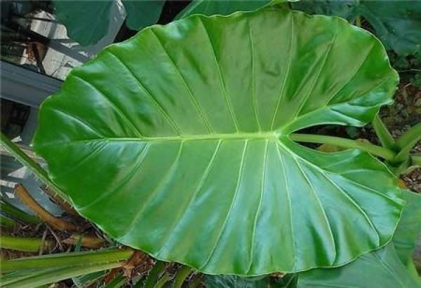 The Principle of Using Soil in Dishui Guanyin