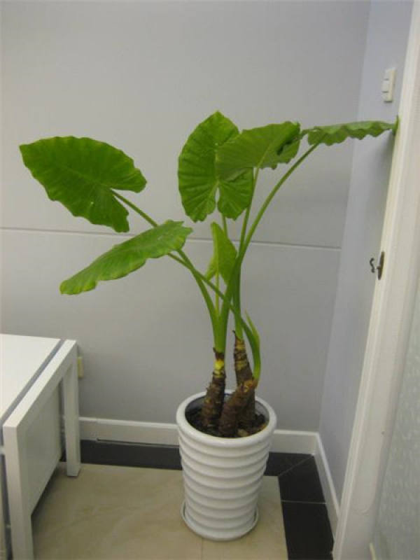Dishui Guanyin is not suitable for soil.