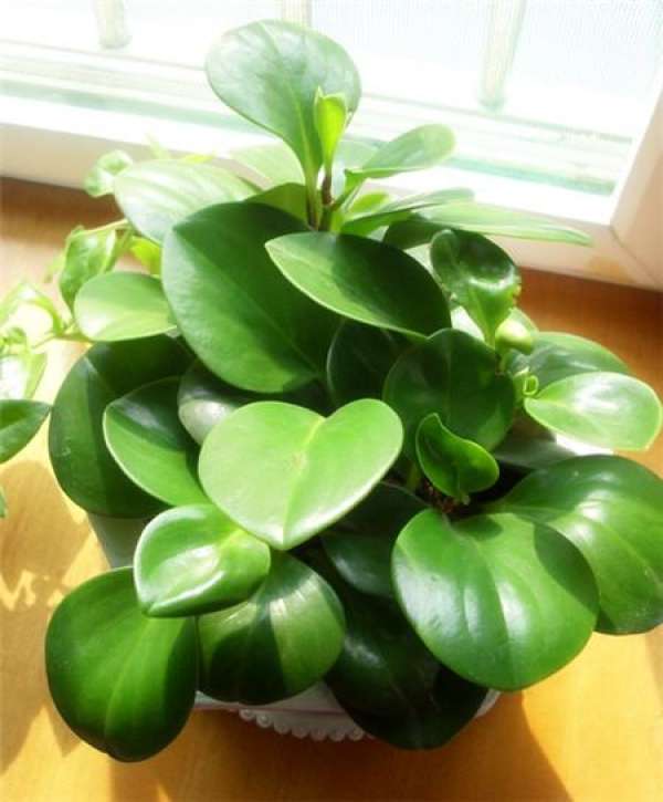 Attention to the Use of Douban Green Soil