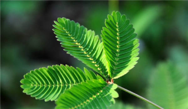 Why is the mimosa shy?