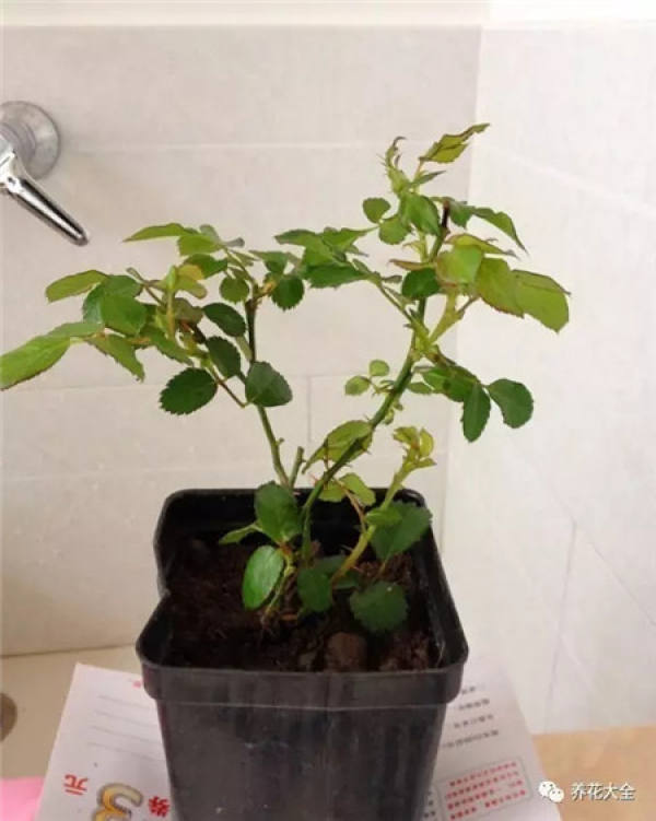 Soil