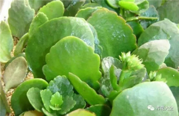 Cuttage leaf