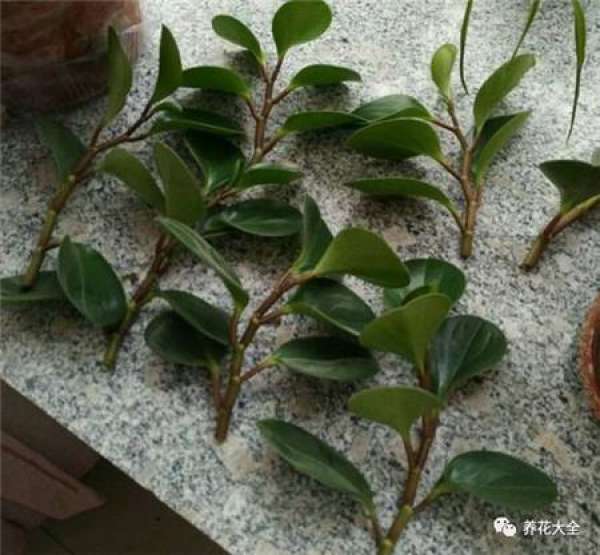Cuttage leaf