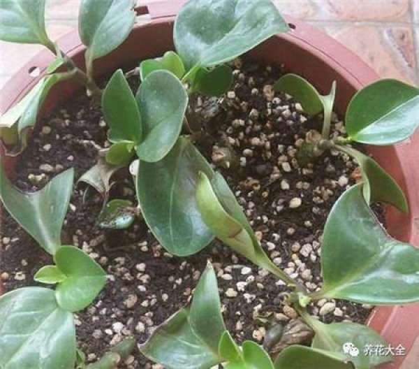 Cuttage leaf