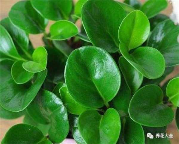 Cuttage leaf