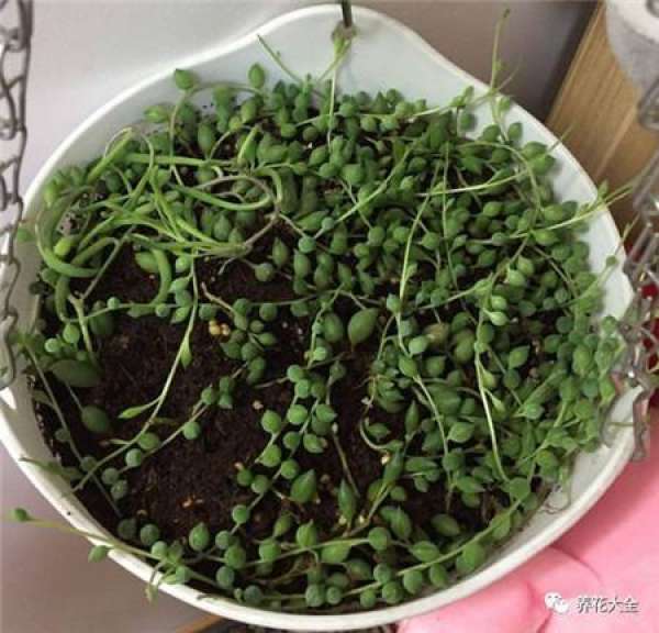 Cuttage leaf