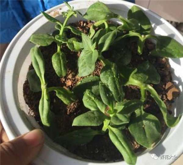 Cuttage leaf