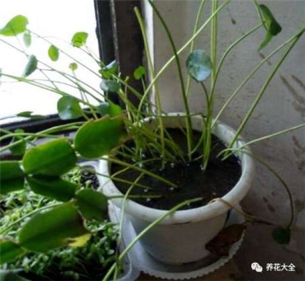 Cuttage leaf