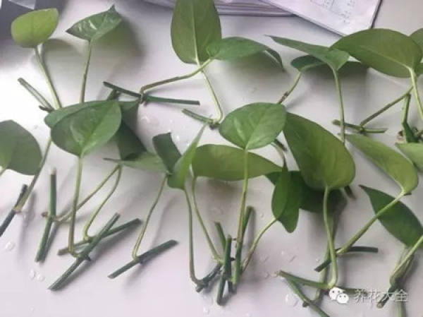 Cuttage leaf