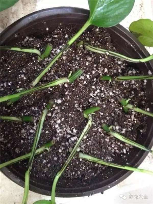 Cuttage leaf
