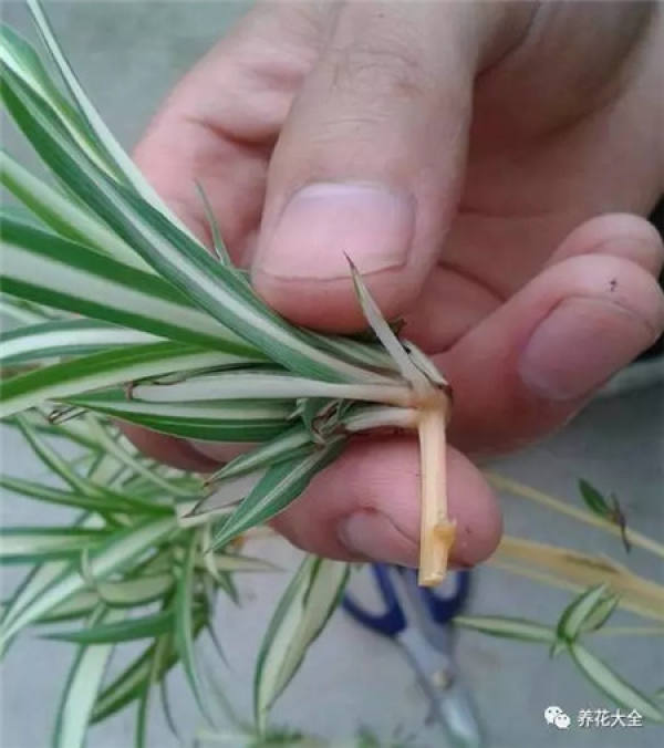 Cuttage leaf