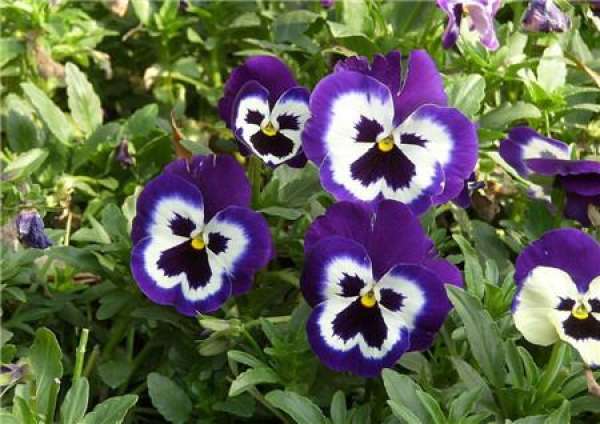 When does the butterfly flower bloom?