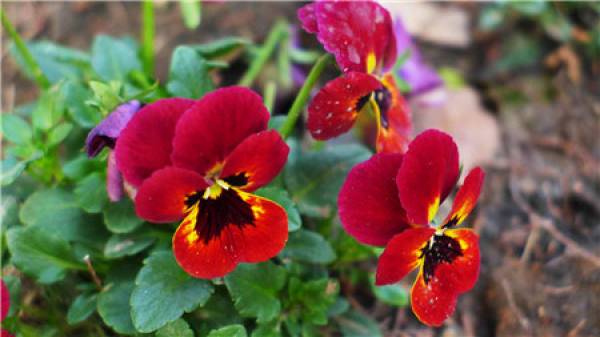 When does the butterfly flower bloom?