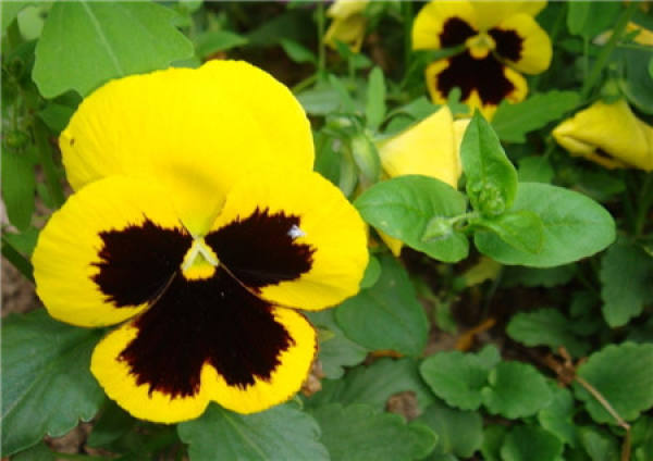 When does the butterfly flower bloom?