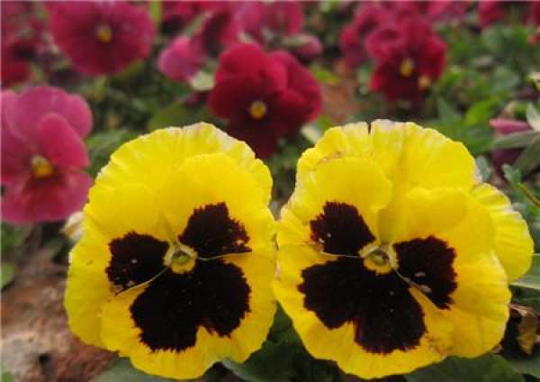 When does the butterfly flower bloom?