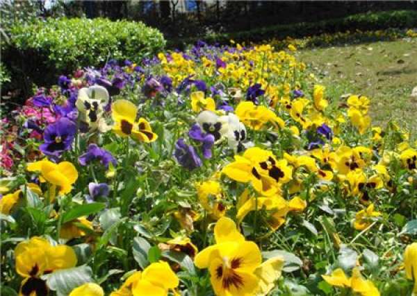 When does the butterfly flower bloom?