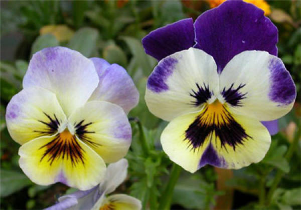 When does the butterfly flower bloom?