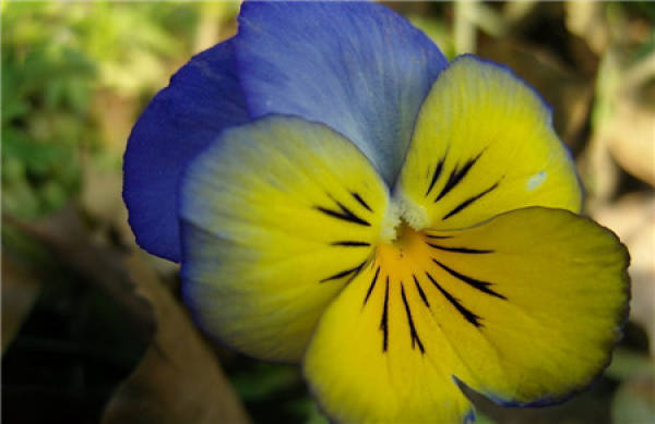 When does the butterfly flower bloom?