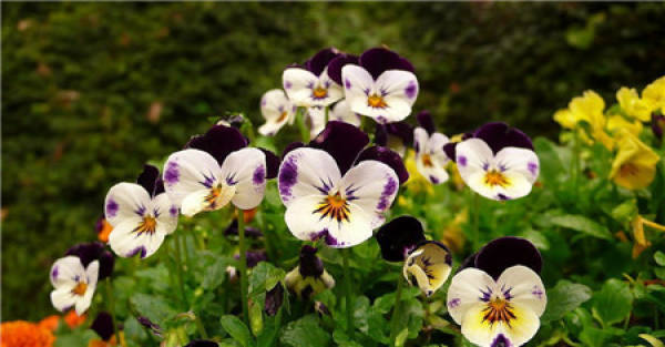 Appreciation of the picture of iris blossom
