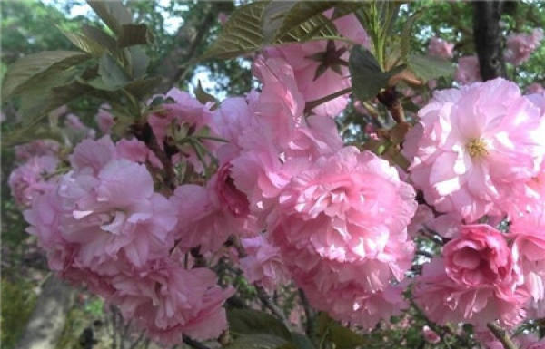 When does Japanese late cherry blossom?