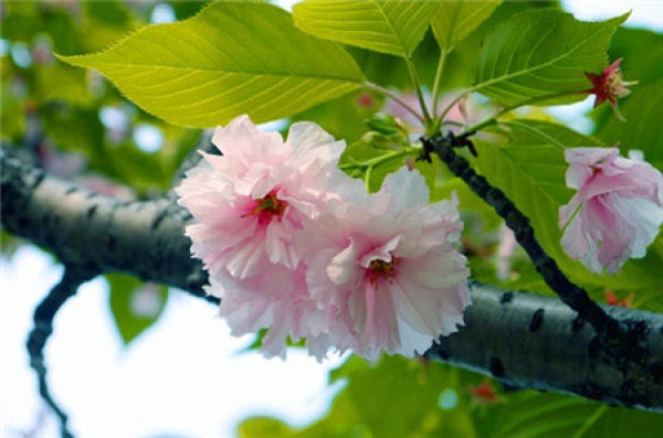 When does Japanese late cherry blossom?