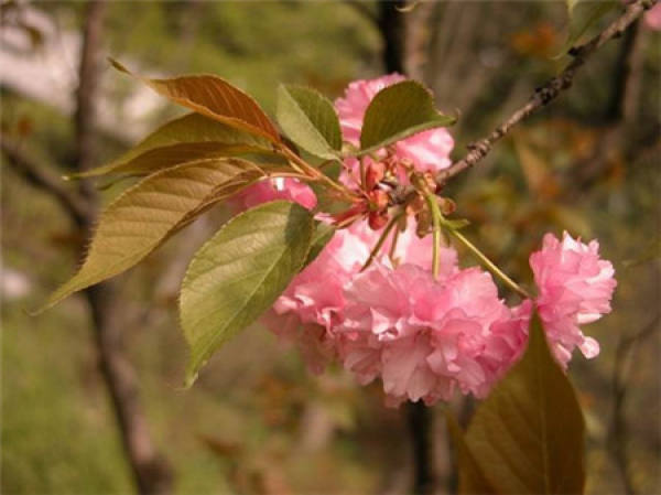 When does Japanese late cherry blossom?