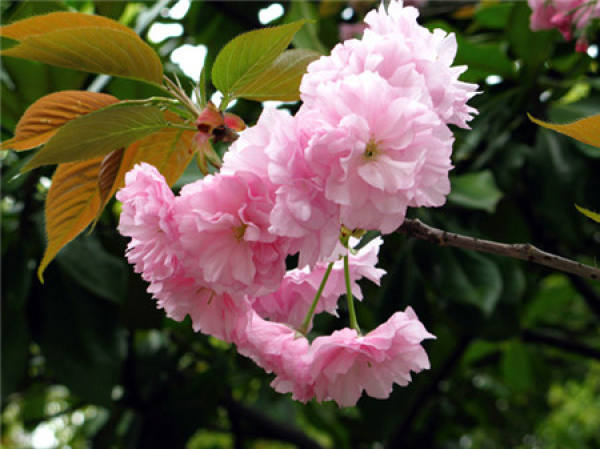 When does Japanese late cherry blossom?