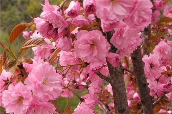 When does Japanese late cherry blossom?